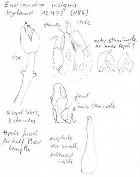 Vorschaubild Endiandra insignis (F.M. Bailey) F.M. Bailey